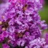 Purple Magic Crape Myrtle Tree (Multi Trunk) - 7 Gallon Pot -Wilson Bros Gardens Crape Myrtle Purple Magic 20 500x750 2