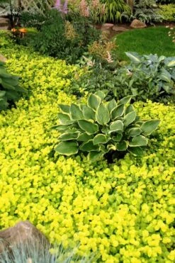 Golden Creeping Jenny - Lysimachia Nummularia Aurea - 10 Pack Of Pint Pots 10 Golden Creeping Jenny - Lysimachia Nummularia Aurea - 10 Pack Of Pint Pots -Wilson Bros Gardens Creeping Jenny 21 1