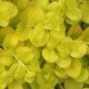 Golden Creeping Jenny - Lysimachia Nummularia Aurea - 10 Pack Of Pint Pots 1 Golden Creeping Jenny - Lysimachia Nummularia Aurea - 10 Pack Of Pint Pots -Wilson Bros Gardens Creeping Jenny 22 1