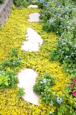 Golden Creeping Jenny - Lysimachia Nummularia Aurea - 10 Pack Of Pint Pots 11 Golden Creeping Jenny - Lysimachia Nummularia Aurea - 10 Pack Of Pint Pots -Wilson Bros Gardens Creeping Jenny 25 1