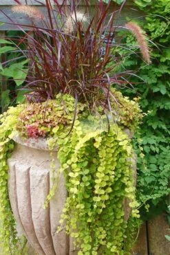 Golden Creeping Jenny - Lysimachia Nummularia Aurea - 10 Pack Of Pint Pots 12 Golden Creeping Jenny - Lysimachia Nummularia Aurea - 10 Pack Of Pint Pots -Wilson Bros Gardens Creeping Jenny 26 1