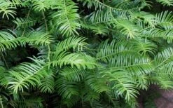 Creeping Japanese Plum Yew (Cephalotaxus Harringtonia 'Prostrata') - 2.5 Quart Pot 14 Creeping Japanese Plum Yew (Cephalotaxus Harringtonia 'Prostrata') - 2.5 Quart Pot -Wilson Bros Gardens Creeping japanese Plum Yew 1