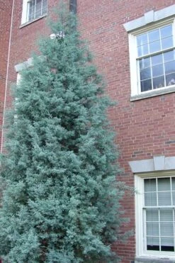 Blue Ice Arizona Cypress - 7 Gallon Pot (5-6') -Wilson Bros Gardens Cypress Blue Ice Rev 500x750 1