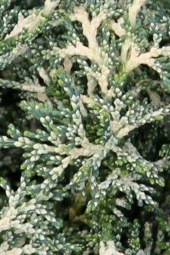 Marie's White Dwarf Hinoki Cypress - Chamaecyparis Obtusa 'Mariesii - 5 Gallon Pot 16 Marie's White Dwarf Hinoki Cypress - Chamaecyparis Obtusa 'Mariesii - 5 Gallon Pot -Wilson Bros Gardens Cypress Hinoki Mariessii 5