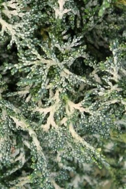 Marie's White Dwarf Hinoki Cypress - Chamaecyparis Obtusa 'Mariesii - 5 Gallon Pot 18 Marie's White Dwarf Hinoki Cypress - Chamaecyparis Obtusa 'Mariesii - 5 Gallon Pot -Wilson Bros Gardens Cypress Hinoki Mariessii 7