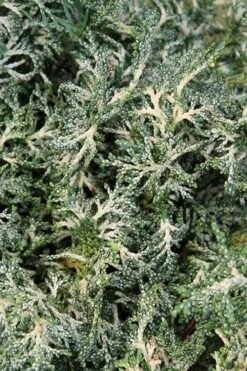 Marie's White Dwarf Hinoki Cypress - Chamaecyparis Obtusa 'Mariesii - 5 Gallon Pot 19 Marie's White Dwarf Hinoki Cypress - Chamaecyparis Obtusa 'Mariesii - 5 Gallon Pot -Wilson Bros Gardens Cypress Hinoki Mariessii 8