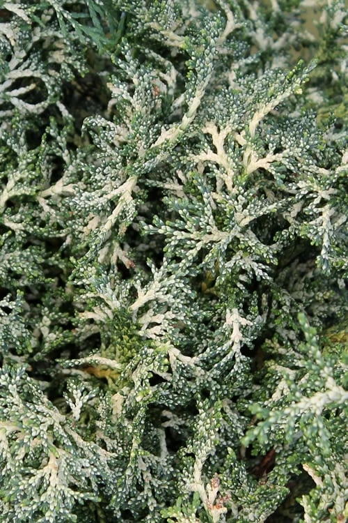 Marie's White Dwarf Hinoki Cypress - Chamaecyparis Obtusa 'Mariesii - 5 Gallon Pot 11 Marie's White Dwarf Hinoki Cypress - Chamaecyparis Obtusa 'Mariesii - 5 Gallon Pot - Image 9