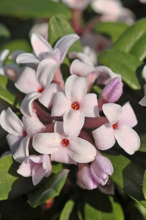Eternal Fragrance Pink Summer Daphne - Daphne X Transatlantica 'BLAFRA' - 1 Gallon Pot 3 Eternal Fragrance Pink Summer Daphne - Daphne X Transatlantica 'BLAFRA' - 1 Gallon Pot