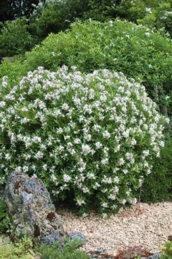 Eternal Fragrance Pink Summer Daphne - Daphne X Transatlantica 'BLAFRA' - 1 Gallon Pot 11 Eternal Fragrance Pink Summer Daphne - Daphne X Transatlantica 'BLAFRA' - 1 Gallon Pot -Wilson Bros Gardens Daphne Eternal Fragrance 5