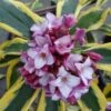 Maejima Variegated Pink Winter Daphne - 2 Gallon Pot 2 Maejima Variegated Pink Winter Daphne - 2 Gallon Pot -Wilson Bros Gardens Daphne Odora Maejima 500x750 1