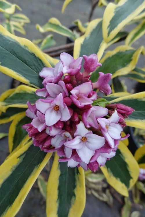 Maejima Variegated Pink Winter Daphne - 2 Gallon Pot 3 Maejima Variegated Pink Winter Daphne - 2 Gallon Pot