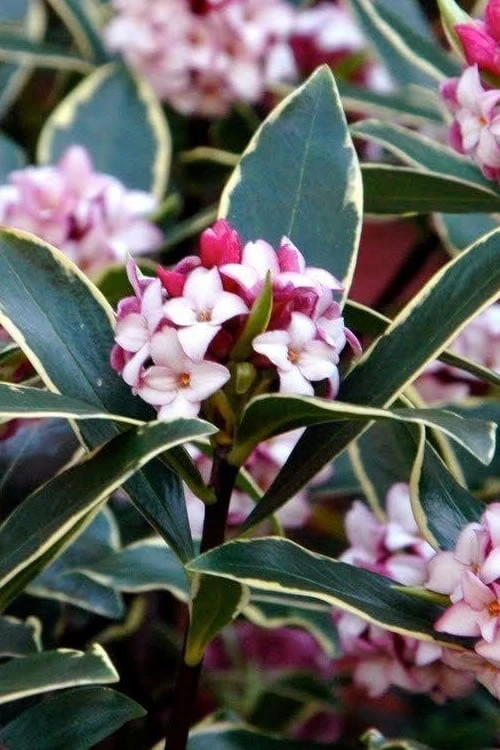 Variegated Pink Winter Daphne - 1 Gallon Pot 3 Variegated Pink Winter Daphne - 1 Gallon Pot