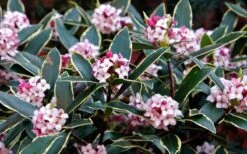 Variegated Pink Winter Daphne - 1 Gallon Pot 11 Variegated Pink Winter Daphne - 1 Gallon Pot -Wilson Bros Gardens Daphne odora Aureo Marginata
