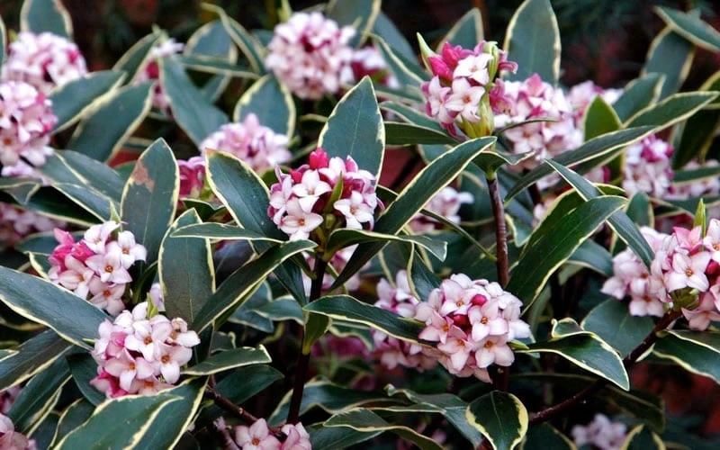 Variegated Pink Winter Daphne - 1 Gallon Pot 7 Variegated Pink Winter Daphne - 1 Gallon Pot - Image 5