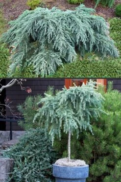 Feelin Blue Deodar Cedar (Single Trunk Tree Form) - 2 Gallon Pot 9 Feelin Blue Deodar Cedar (Single Trunk Tree Form) - 2 Gallon Pot -Wilson Bros Gardens Deodar Cedar Feelin Blue 500x750 1