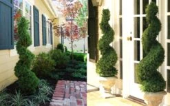 Spiral Dwarf Alberta Spruce Topiary - 7 Gallon Pot 9 Spiral Dwarf Alberta Spruce Topiary - 7 Gallon Pot -Wilson Bros Gardens Dwarf Alberta Spruce Spiral