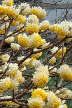 Winter Gold Edgeworthia Chrysantha - Paper Bush - 3 Gallon Pot -Wilson Bros Gardens Edgeworthia 4 500x700 2