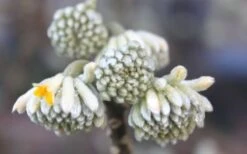 Winter Gold Edgeworthia Chrysantha - Paper Bush - 3 Gallon Pot -Wilson Bros Gardens Edgeworthia Flower Buds 1