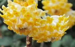Winter Gold Edgeworthia Chrysantha - Paper Bush - 3 Gallon Pot -Wilson Bros Gardens Edgeworthia Paper Bush