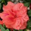 Autumn Monarch Encore Azalea - 1 Gallon Pot -Wilson Bros Gardens Encore Azalea Autumn Monarch 500x750 1