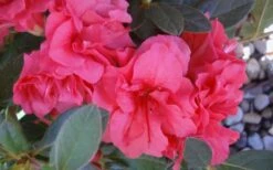 Autumn Rouge Encore Azalea - 1 Gallon Pot 11 Autumn Rouge Encore Azalea - 1 Gallon Pot -Wilson Bros Gardens Encore Azalea Autumn Rouge 5