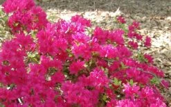 Autumn Sundance Encore Azalea - 3 Gallon Pot -Wilson Bros Gardens Encore Azalea Autumn Sundance 50
