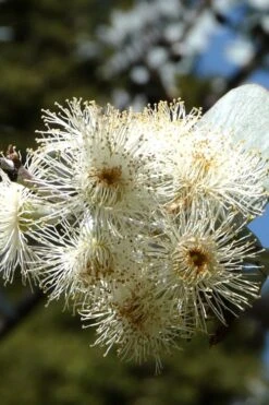 Bluey Cold Hardy Eucalyptus Tree (Eucalyptus Pulverulenta) - 5 Gallon Pot 18 Bluey Cold Hardy Eucalyptus Tree (Eucalyptus Pulverulenta) - 5 Gallon Pot -Wilson Bros Gardens Eucalyptus Bluey 6 3