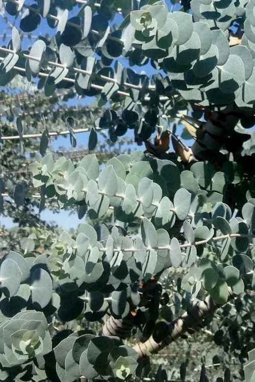 Bluey Cold Hardy Eucalyptus Tree (Eucalyptus Pulverulenta) - 2 Gallon Pot 7 Bluey Cold Hardy Eucalyptus Tree (Eucalyptus Pulverulenta) - 2 Gallon Pot - Image 5