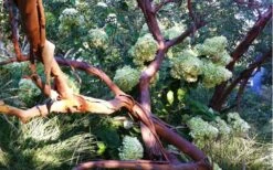 Funky Monkey Cold Hardy Eucalyptus Tree (Eucalyptus Parvula) - 6 Pack Of 1 Gallon Pots -Wilson Bros Gardens Eucalyptus Funky Monkey Branches 3