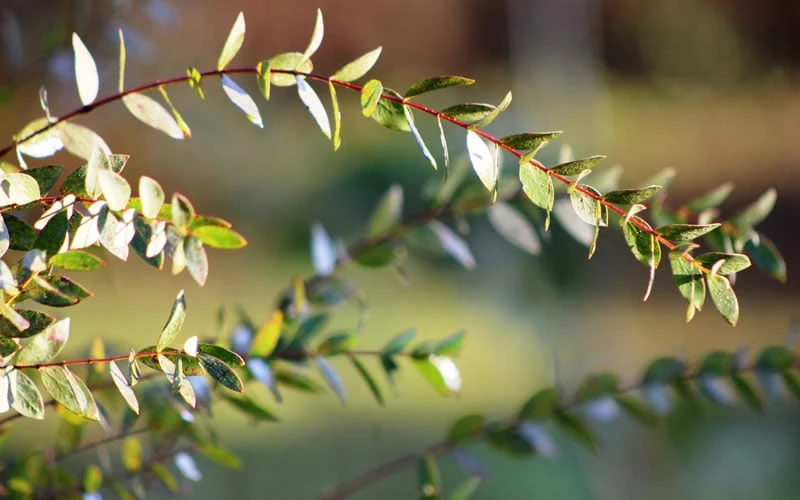 Funky Monkey Cold Hardy Eucalyptus Tree (Eucalyptus Parvula) - 1 Gallon Pot 8 Funky Monkey Cold Hardy Eucalyptus Tree (Eucalyptus Parvula) - 1 Gallon Pot - Image 6