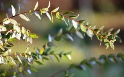 Funky Monkey Cold Hardy Eucalyptus Tree (Eucalyptus Parvula) - 6 Pack Of 1 Gallon Pots -Wilson Bros Gardens Eucalyptus Funky Monkey Leaves 3