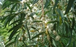 Funky Monkey Cold Hardy Eucalyptus Tree (Eucalyptus Parvula) - 6 Pack Of 1 Gallon Pots -Wilson Bros Gardens Eucalyptus Funky Monkey Leaves Mature 3