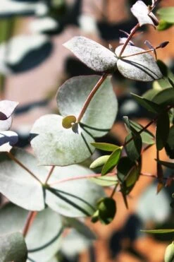 Maggie Cold Hardy Eucalyptus Tree (Eucalyptus Nova Anglica) - 3 Gallon Pot 13 Maggie Cold Hardy Eucalyptus Tree (Eucalyptus Nova Anglica) - 3 Gallon Pot -Wilson Bros Gardens Eucalyptus Maggie 10 1