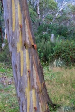 Sheila Cold Hardy Eucalyptus Tree (Eucalyptus Stellulata) - Quart Pot 18 Sheila Cold Hardy Eucalyptus Tree (Eucalyptus Stellulata) - Quart Pot -Wilson Bros Gardens Eucalyptus Sheila 10 3