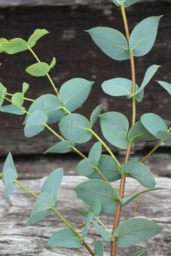 Sheila Cold Hardy Eucalyptus Tree (Eucalyptus Stellulata) - 3 Gallon Pot 24 Sheila Cold Hardy Eucalyptus Tree (Eucalyptus Stellulata) - 3 Gallon Pot -Wilson Bros Gardens Eucalyptus Sheila 2 1