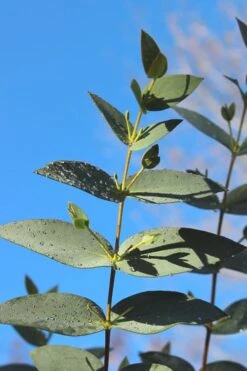 Sheila Cold Hardy Eucalyptus Tree (Eucalyptus Stellulata) - 1 Gallon Pot -Wilson Bros Gardens Eucalyptus Sheila 5 2