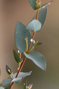 Sheila Cold Hardy Eucalyptus Tree (Eucalyptus Stellulata) - 1 Gallon Pot -Wilson Bros Gardens Eucalyptus Sheila 6 2
