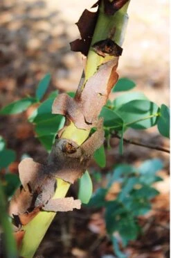Sheila Cold Hardy Eucalyptus Tree (Eucalyptus Stellulata) - Quart Pot 22 Sheila Cold Hardy Eucalyptus Tree (Eucalyptus Stellulata) - Quart Pot -Wilson Bros Gardens Eucalyptus Sheila 9 3