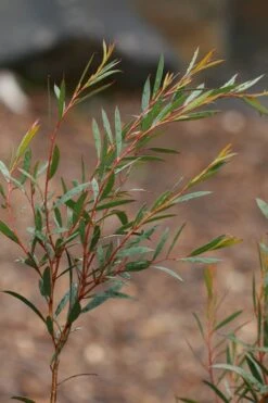 Skinny Minny Hardy Eucalyptus Tree (Eucalyptus Moorei) - Quart Pot 9 Skinny Minny Hardy Eucalyptus Tree (Eucalyptus Moorei) - Quart Pot -Wilson Bros Gardens Eucalyptus Skinny Minny 2