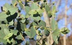 Cab Sav Cold Hardy Eucalyptus Tree (Eucalyptus Rubida) - Quart Pot 10 Cab Sav Cold Hardy Eucalyptus Tree (Eucalyptus Rubida) - Quart Pot -Wilson Bros Gardens Eucalyptus Tree Cab Sav Rubida 1