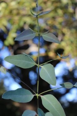 Grace Cold Hardy Eucalyptus Tree (Eucalyptus Elliptica) - 3 Gallon Pot 11 Grace Cold Hardy Eucalyptus Tree (Eucalyptus Elliptica) - 3 Gallon Pot -Wilson Bros Gardens Eucalytptus Grace BS 1