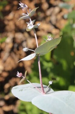 Maggie Cold Hardy Eucalyptus Tree (Eucalyptus Nova Anglica) - 1 Gallon Pot 11 Maggie Cold Hardy Eucalyptus Tree (Eucalyptus Nova Anglica) - 1 Gallon Pot -Wilson Bros Gardens Eusalyptus Maggie 1 500x750 1