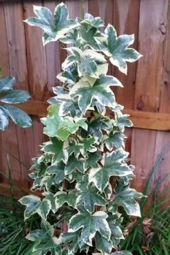 Angyo Star Fatshedera - 3 Gallon Pot 9 Angyo Star Fatshedera - 3 Gallon Pot -Wilson Bros Gardens Fatshedera Angyo Star 3