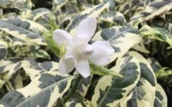 Variegated Gardenia - 1 Gallon Pot 10 Variegated Gardenia - 1 Gallon Pot -Wilson Bros Gardens Gardenia Variegated 1