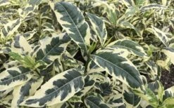 Variegated Gardenia - 1 Gallon Pot 11 Variegated Gardenia - 1 Gallon Pot -Wilson Bros Gardens Gardenia Variegated 2