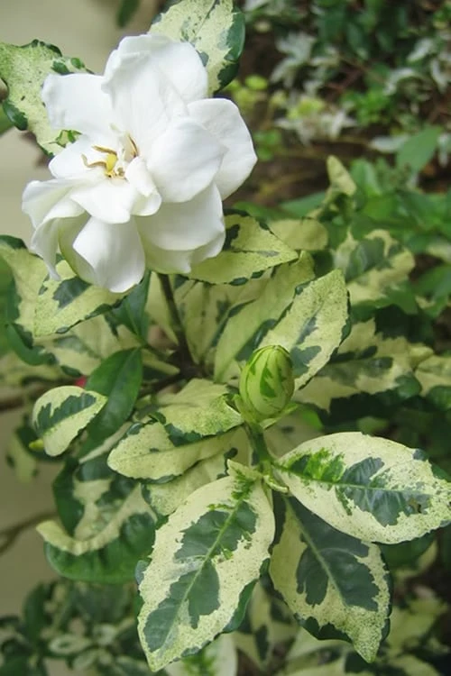 Variegated Gardenia - 1 Gallon Pot 3 Variegated Gardenia - 1 Gallon Pot