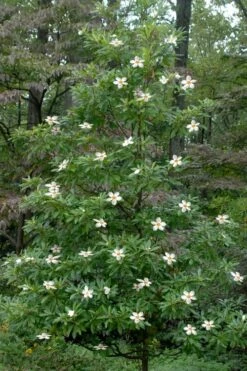 Sweet Tea Mountain Gordlinia - 3 Gallon Pot -Wilson Bros Gardens Gordlinia Sweet Tea 12