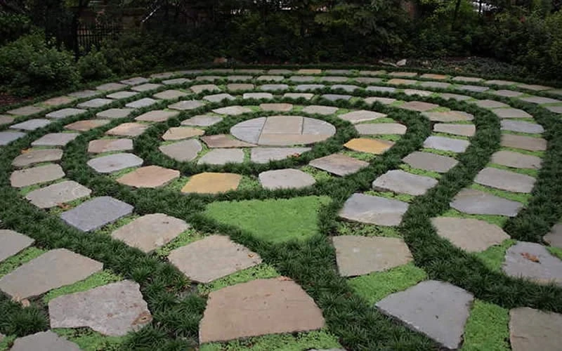 Kyoto Super Dwarf Mondo Grass - 3 Pack Of Pint Pots 7 Kyoto Super Dwarf Mondo Grass - 3 Pack Of Pint Pots - Image 5