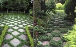 Kyoto Super Dwarf Mondo Grass - 3 Pack Of Pint Pots 13 Kyoto Super Dwarf Mondo Grass - 3 Pack Of Pint Pots -Wilson Bros Gardens Grass Mondo Super Dwarf Combo