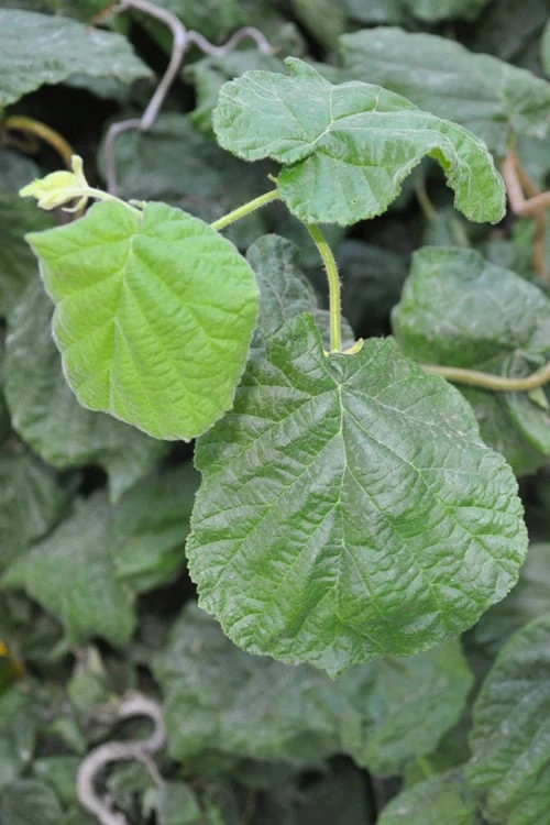 Harry Lauder's Walking Stick - Corylus Avellana 'Contorta' - 5 Gallon Pot 8 Harry Lauder's Walking Stick - Corylus Avellana 'Contorta' - 5 Gallon Pot - Image 6